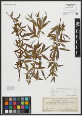 Foto von Salix alba L.